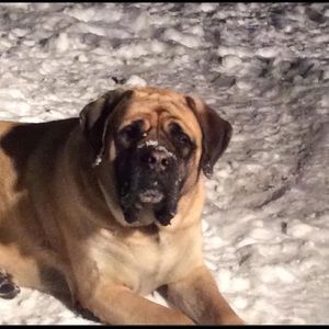 Meet your Posher, Rommy